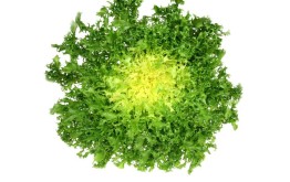 SALADE FRISEE