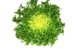 Salade Frisée