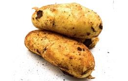 POMME DE TERRE SPUNTA
