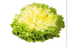 Salade Scarole