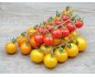 Tomate Cerise Couleur grappe