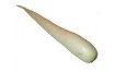 NAVET LONG BLANC