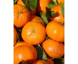 CLEMENTINE EMPORIUM A LA CAISSE