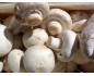 CHAMPIGNON A LA CAISSE