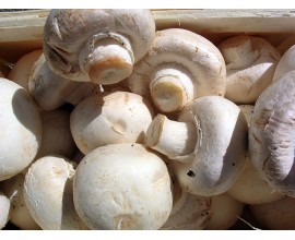 CHAMPIGNON A LA CAISSE