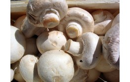 CHAMPIGNON A LA CAISSE