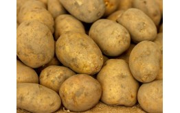 Pomme de terre BINTJE en sac
