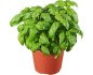 Herbe aromatique Basilic pot