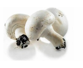 Champignon de Paris France