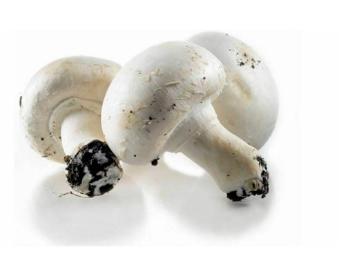 Champignon de Paris France