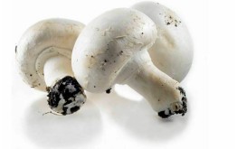 Champignon de Paris pied entier France