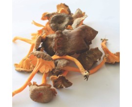 chanterelle