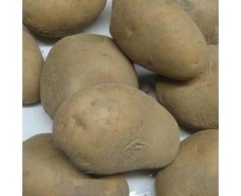 pomme de terre bintje