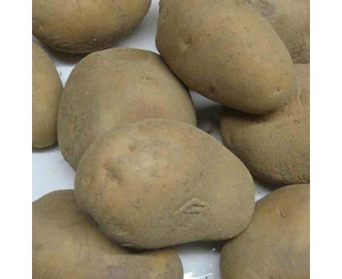 pomme de terre bintje