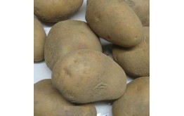 Pomme de terre agria en sac