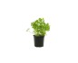 HERBE AROATIQUE PERSIL PLAT