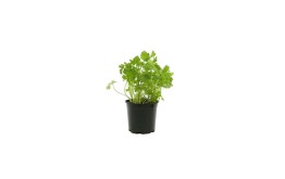 HERBE AROATIQUE PERSIL PLAT