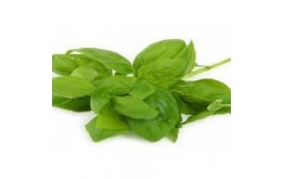 BASILIC MARSEILLAIS
