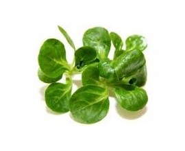Salade Mâche