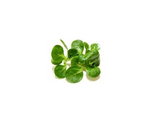 Salade Mâche