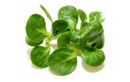 Salade Mâche barq