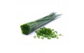 Herbe aromatique Ciboulette
