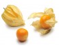 Physalis