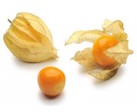 Physalis