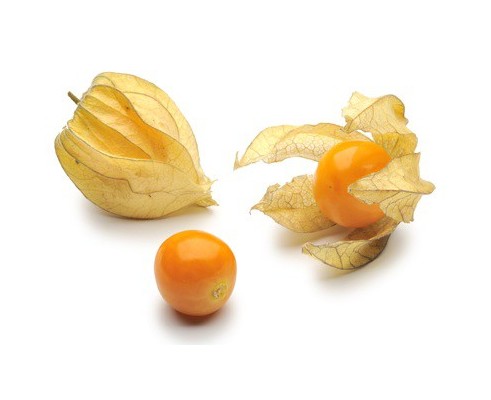 Physalis