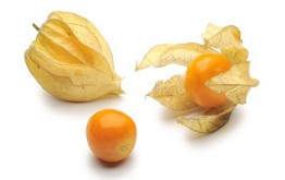 Physalis