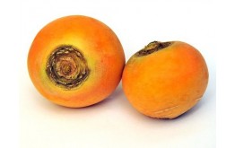 NAVET BOULE D'OR HVE