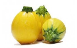 COURGETTE RONDE JAUNE