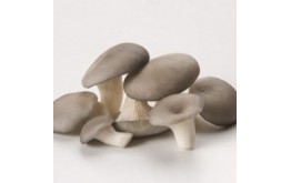 CHAMPIGNON PLEUROTE