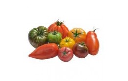 TOMATE ANCIENNE MELANGE