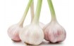 AIL VIOLET FRAIS