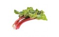 Rhubarbe