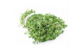 Herbe aromatique Thym Citron