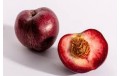 NECTARINE SANGUINE