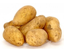 Pomme de terre Agria