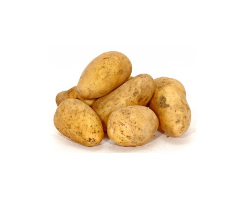Pomme de terre Agria