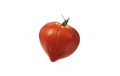 TOMATE COEUR DE BOEUF