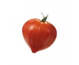 Tomate coeur de boeuf véritable