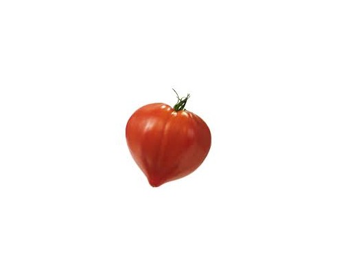 Tomate coeur de boeuf véritable