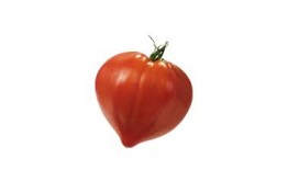 Tomate coeur de boeuf