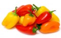 MINI POIVRON COULEUR