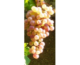 Raisin Chasselas Framboise