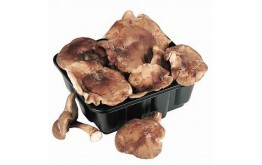 CHAMPIGNON SHITAKE