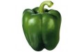 POIVRON VERT