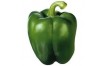 POIVRON VERT