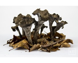 Trompette de mort